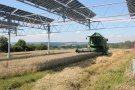 Das Foto zeigt einen Mähdrescher im Weizenbestand unter einer Agrophotovoltaik-Anlage