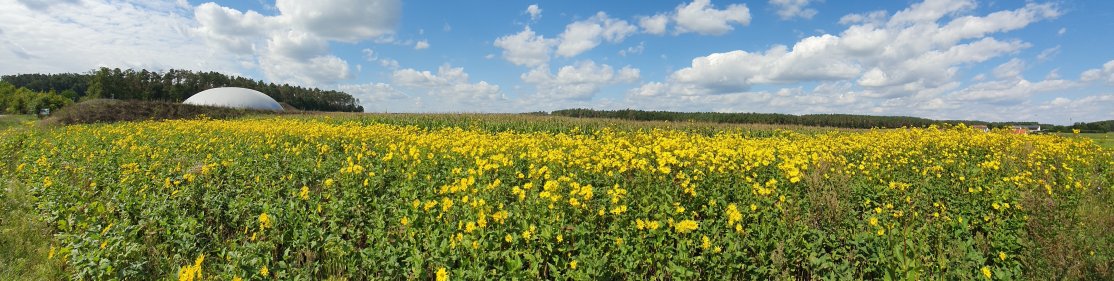 Silphiebestand vor Biogasanlage