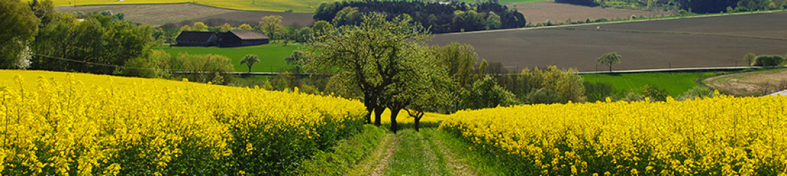 Headerbild Rapslandschaft mit Feldweg