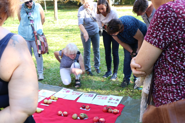 Gruppe steht auf Streuobstwiese und bestimmt Apfelsorten