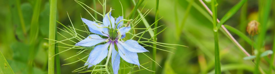 Blüte der Jungfer in Grün