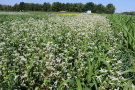 Üppig blühender Buchweizen und Sorghum im Gemenge, im Hintergrund die verschiedenen Parzellen 