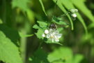 Das Foto zeigt eine weiße Sidablüte mit braun gefärbter Biene