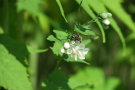 Das Foto zeigt eine weiße Sidablüte mit braun gefärbter Biene