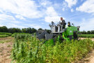 Das Foto zeigt einen Grünguternter bei der Ernte von CBD-Hanf