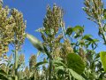 Das Foto zeigt eine am Sorghum hochrankende Stangenbohne.