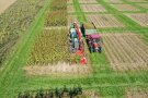 Das Foto zeigt eine Drohnenaufnahme unterschiedlicher Silphieparzellen bei der Ernte.