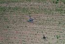 Schwarze Drohne fliegt über einen jungen Sorghumbestand