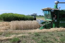 Ein kleiner grüner Mähdrescher erntet eine Parzelle mit reifem Getreide bei strahlendem Sonnenschein und blauem Himmel