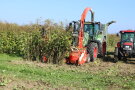 Das Foto zeigt einen grünen und roten Traktor bei der Silphieernte im Spätsommer.