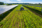 Das Foto zeigt die Modulreihen einer nachgeführten Agri-PV-Anlage mit Maisanbau 
