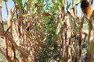 Das Foto zeigt eine Maisreihe zur Ernte mit Sida im Zwischenraum