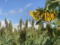 Das Foto zeigt eine verblühte Sonnenblume in einem Sorghumbestand.