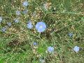 Leinbestand mit himmelblauen, geöffneten Blüten. Die geschlossenen Blüten sind braun-gelblich und Stängel sowie die Blätter grün.