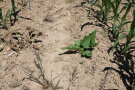 Das Foto zeigt einen Silphiedurchwuchs in einem Bestand mit Mais ohne Schädigung durch Maisherbizid.