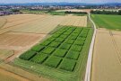 Im Vordergrund sind zahlreiche rechteckige Parzellen auf denen Durchwachsene Silphie wächst zu sehen. Die Pflanzen blühen gelb. Im Hintergrund ist die Stand Straubing und der Bayerische Wald erkennbar.