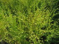 Leinbestand mit geschlossenen, grünen Blüten, grünen Blättern und Stängeln.