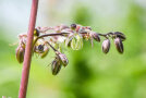 Das Foto zeigt eine männliche Blüte der Sorte Finola