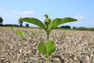 Das Foto zeigt einen kräftigen grünen Silphietrieb mit Knospen, zwischen den oberen beiden Blättern überragt dieser einen abgereiften Winterweizenbestand. Im Hintergrund sind weitere grüne Silphietriebe zu sehen, die über den Weizenbestand hinauswachsen.