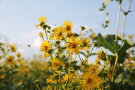 Blütenbesucher auf gelben Blüten der Durchwachsenen Silphie