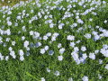 Viele lila Leinblüten, manche Blüten sind noch geschlossen. Die Stängel und Blätter sind grün.