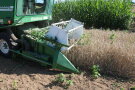 Das Foto zeigt einen grünen Parzellenmähdrescher bei der Ernte von Triticale mit Sidadurchwuchs