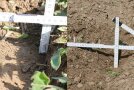 Das geteilte Bild zeigt links einen auf ca. 5 cm Tiefe mit einer Fräse bearbeiteten Boden. Es ist die Bearbeitungskante sichtbar und ein Zollstock weist auf die Arbeitstiefe hin. Die rechte Bildhälfte zeigt die Bearbeitungskante eines tiefer mit einer Fräse bearbeiteten Bodens. Auch hier lässt ein in den Boden bis auf Bearbeitungstiefe reichender Zollstock die Arbeitstiefe von ca. 9 cm erkennen.