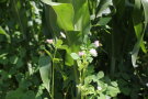 Das Foto zeigt blühenden Perserklee im Sorghumbestand als Nahrungsangebot für Insekten.