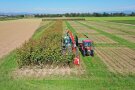 Das Foto zeigt einen grünen Traktor mit einem roten Häcksler im Frontanbau der einen Parzellenversuch mit Durchwachsener Silphie erntet. Neben dem grünen Traktor fährt ein kleiner roter Traktor mit fast vollem Anhänger zur Übernahme des Häckselguts.