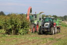 Das Foto zeigt zwei Traktoren, einen mit Maishäcksler und einen mit Hänger bei der Silphieernte.