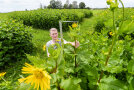 Das Foto zeigt einen Wissenschaftler des TFZ welcher mit einer Messlatte die Höhe von Silphiepflanzen in einer Versuchsparzelle misst. Im Hintergrund sind weitere Parzellen mit Durchwachsener Silphie erkennbar.