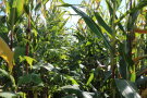 Das Foto zeigt einen Sidadurchwuchs in einem Bestand mit Mais kurz vor der Ernte.