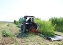 Das Foto zeigt einen Traktor mit Mähbalken bei der Faserhanfernte