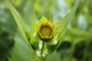 Das Foto zeigt eine sich öffnende Blütenknospe von Durchwachsener Silphie mit bereits erkennbaren gelben Blütenblättern.