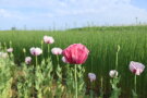 Das Foto zeigt Mohnpflanzen mit geöffneter und geschlossener Blüte in Rosa bis Blassrosa