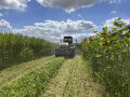 Die Erntemaschine im Feld bei der Hanfernte, am rechten Feldrand sind Sonnenblumen zu erkennen. 