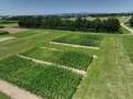 Blick von schräg oben auf einen Feldversuch mit Silomais. Die Maispflanzen im Versuch befinden sich im Schossen und es sind deutliche Unterschiede in der Grünfärbung erkennbar.