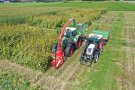 Ein grüner Traktor mit einem roten Häcksler im Frontanbau erntet einen Parzellenversuch mit Durchwachsener Silphie. Neben dem grünen Traktor fährt ein kleiner weiß-roter Traktor mit fast vollem Anhänger zur Übernahme des Häckselguts. Von der Versuchsfläche ist bereits ein Teil der Parzellen abgeerntet. Die Silphiepflanzen weisen noch grüne Blätter auf, sind aber schon verblüht.