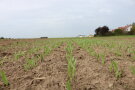 Mehrere Reihen kleiner hellgrüner Getreidepflanzen vor einem trüben Himmel und den Häusern einer Siedlung im Hintergrund