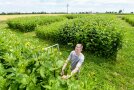 Das Foto zeigt eine Person bei der Messung der Pflanzenhöhe im Silphiebestand