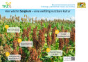 Schild für Sorghum-Fläche, im Hintergrund ein grüner Sorghumbestand, im Vordergrund mehrere Stichpunkte zu den ökologischen Vorteilen der Kultur mit Piktogrammen.