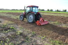 Das Foto zeigt einen roten Traktor mit einer roten Fräse der eine abgeerntete Silphiefläche bearbeitet. Seit der Ernte haben die Silphiepflanzen wieder einzelne Blätter ausgebildet
