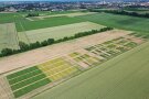 Das Foto zeigt die Versuchsfläche Ende Mai 2025.