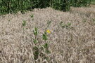 Das Foto zeigt einen Silphiedurchwuchs in einem Bestand mit Wintertriticale im Juli.