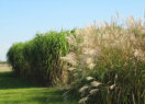 Miscanthus