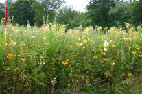 Wildpflanzenbestand
