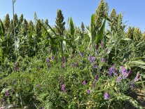 Sorghum mit lila blühenden Untersaaten