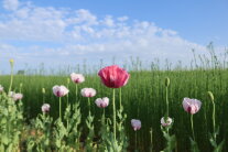 Sommermohn im Schaugarten vor blauem Himmel