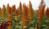 Amaranth Screening