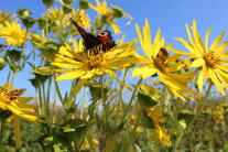 Das Foto zeigt die Blütenstände von Durchwachsener Silphie mit gelben Blütenblättern und Bienen oder Schmetterlingen, die Nektar aufnehmen.